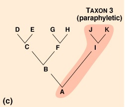 <p>Paraphyletic tree </p>
