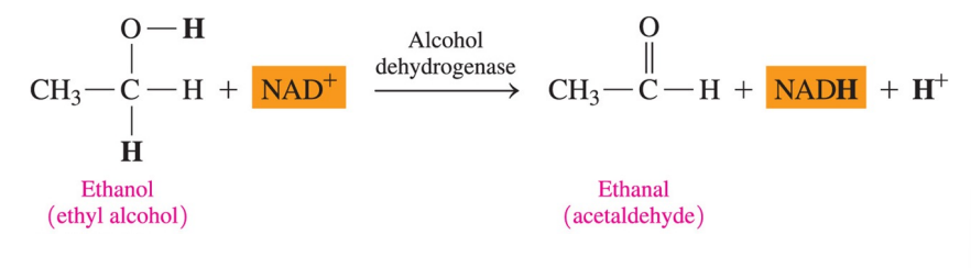 <p>the reaction that produce a carbon-oxygen double bonds (C=O)</p>