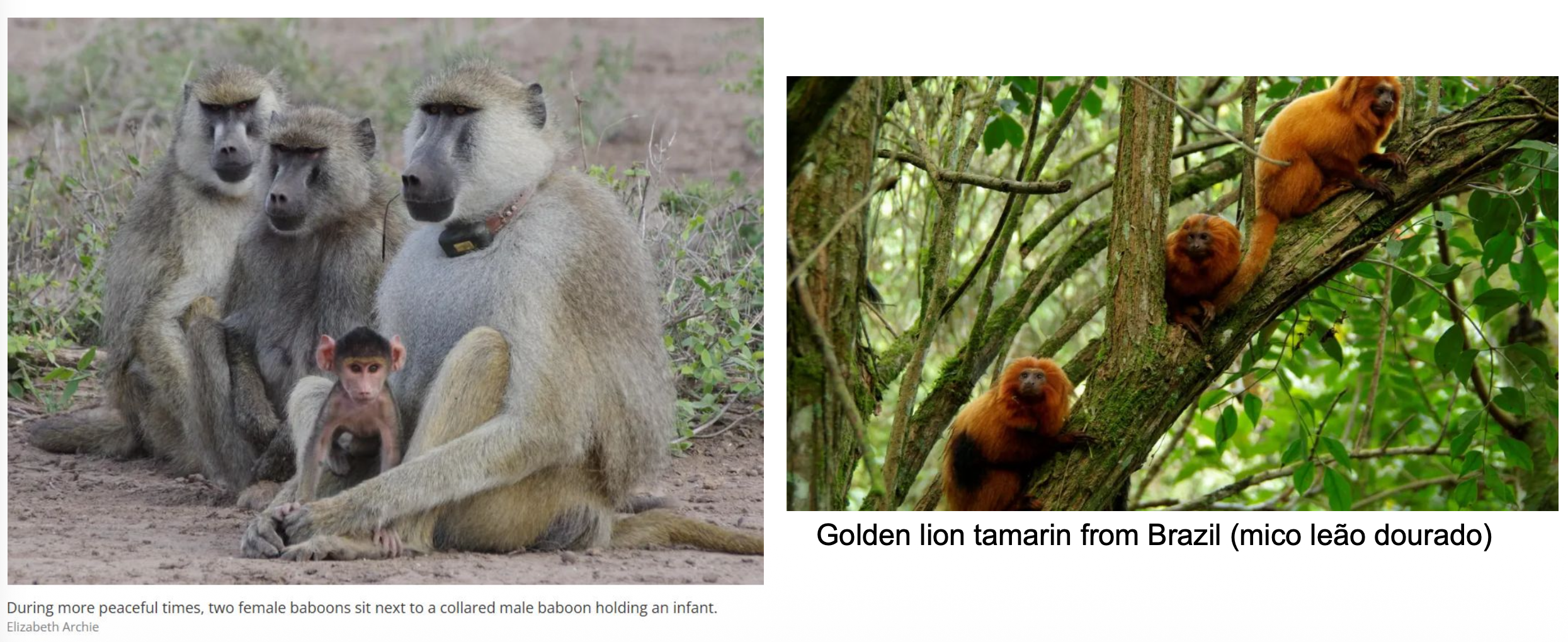 <p>• Old World monkeys differ from New World monkeys in:</p><p class="p2">• Lacking a __</p><p class="p2">• Having <u>close-set, downward-facing/far-set, upward-facing</u> nostrils</p><p class="p2">• Better opposable, grasping __</p><p class="p2">• Two __ in each jaw half</p>