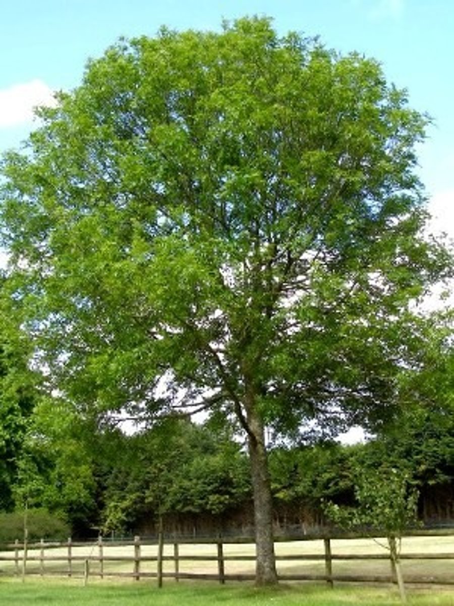 <p>un frêne</p>