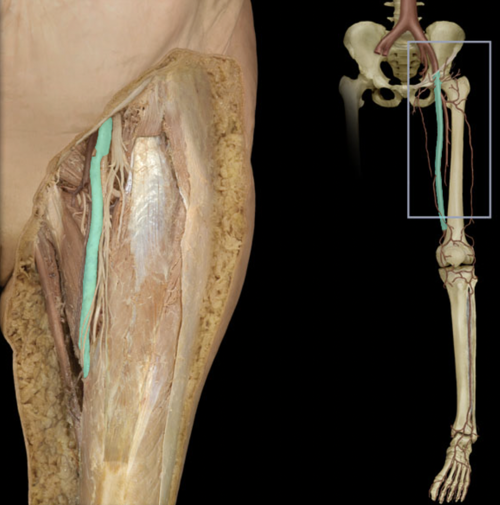 <p>Identify the blood vessel of the lower extremity</p>