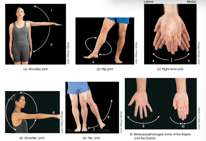 <p>Circumduction (3, 6)</p>