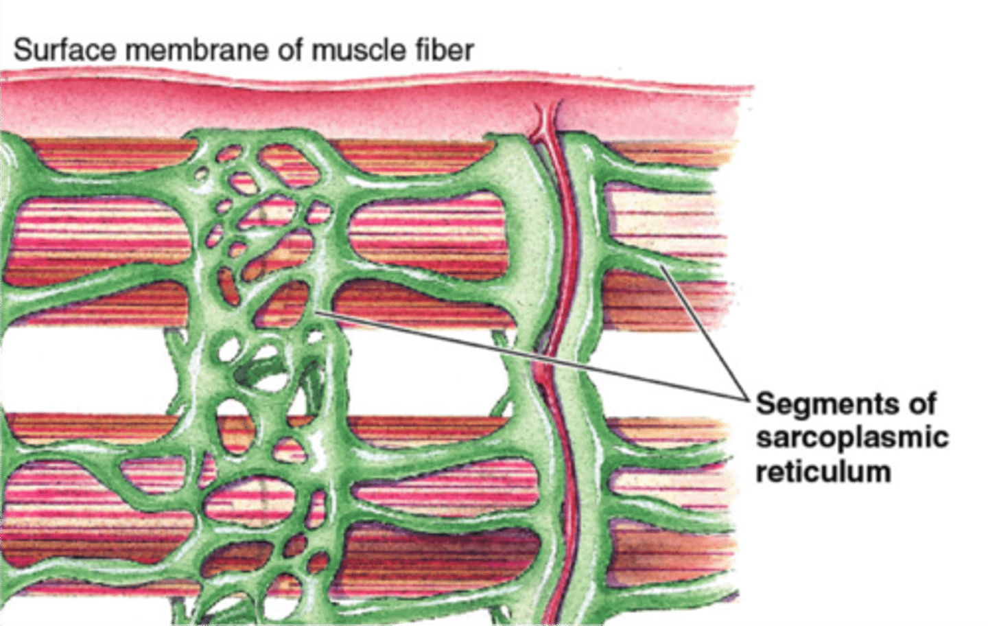 <p>An elaborate smooth endoplasmic reticulum whose interconnecting tubules surround each myofibril like the sleeve of a loosely crocheted sweater surrounds your arm. Most SR tubules run longitudinally along the myofibril. Store large quantities of calcium ions (Ca 2+). These ions are released when the muscle is stimulated to contract.</p>