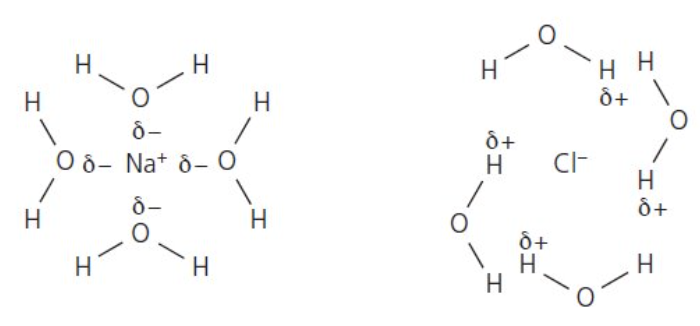 <ul><li><p>polar water molecules attracted to charged ions</p></li><li><p>δ- O atoms in H<sub>2</sub>O molecules are attracted to the +ve ions and the δ+ H atoms in H<sub>2</sub>O molecules are attracted to the -ve ions </p></li></ul><p></p>