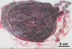 <p>appears dark, resembles venous blood</p>