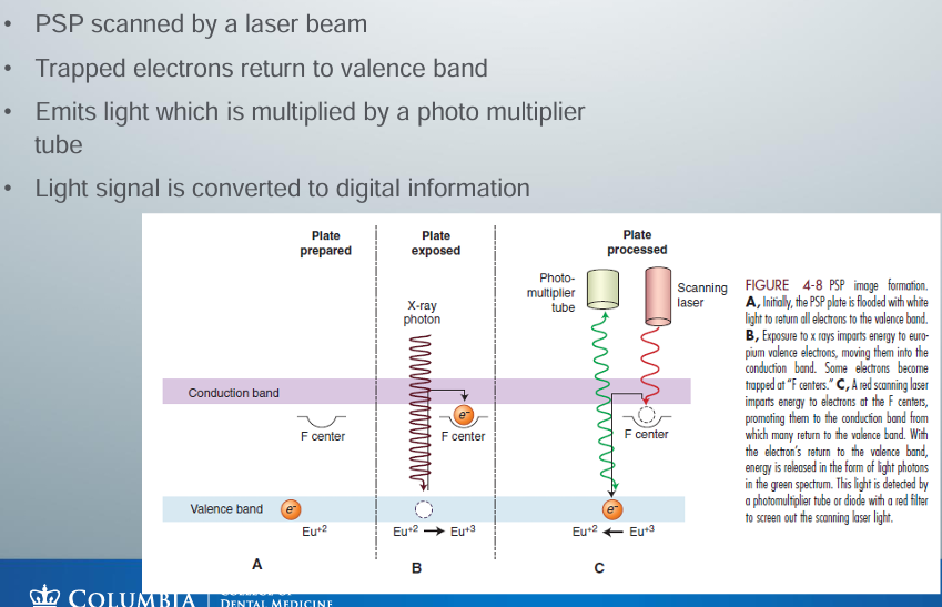 <p>-storage phosphor</p><p>-composed of europium-activated barium fluorohalide</p><p>-similar to the intensifying screen phosphors, but PSP traps a significant number of electrons in its phosphor which is later read by a laser beam</p><p>-PSP absorbs x-ray energy and release energy as light when stimulated by another light of an appropriate wavelength</p><p>-to the extent that the stimulating light and phosphorescent light wavelengths differ, the two may be distinguished and the phosphorescence can be quantified as a measure of the amount of x-ray energy that the material has absorbed</p><p>-stores a portion of the energy as valence electron </p><p>-voltage signal quantified by an analog-to-digital converter and stored and displayed as a digital image</p>