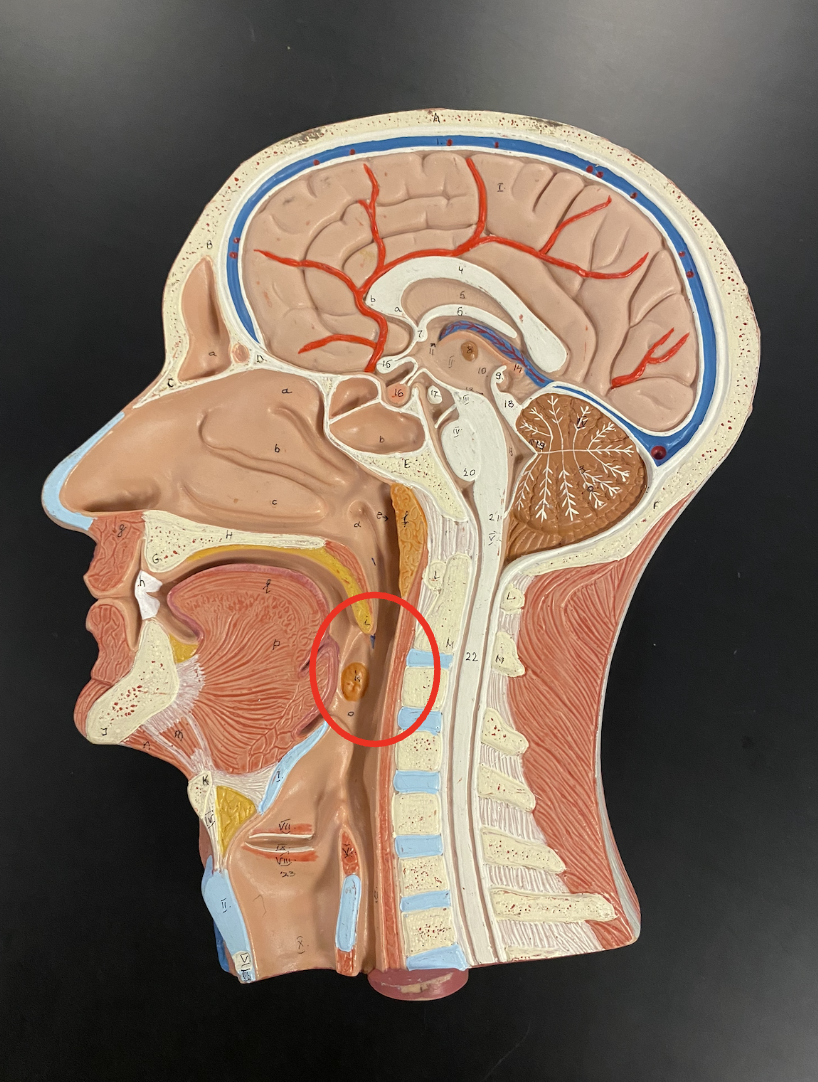 <p>Identify the structure</p>