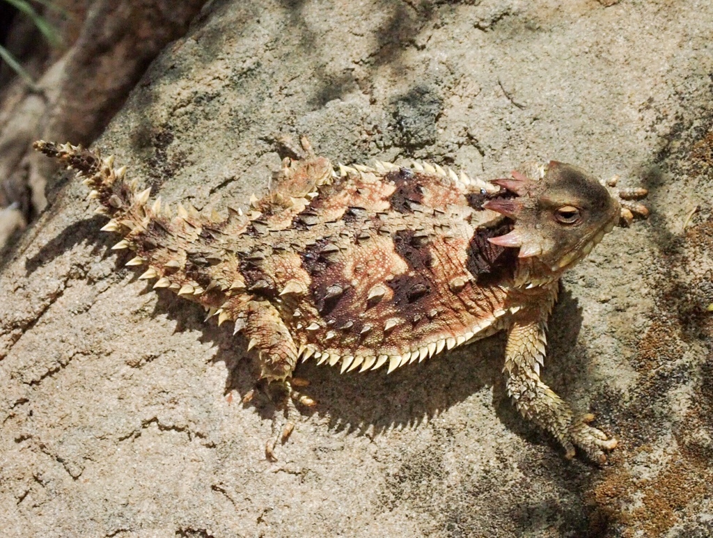 <p>Phrynosomatidae<br>Phrynosoma blainvillii<br>Coast horned lizard</p>