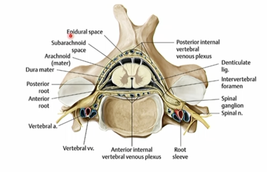 <p>epidural space - space between vertebral body and dura mater. it contains fat and vlood vessels to give an extra layer of prottection the spinal cord.</p>