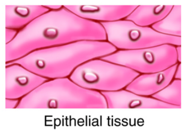 <p>Epithelial Tissue</p>