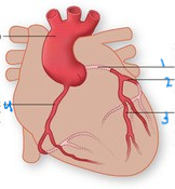<p>what part of the heart is this labeled one? Anterior interventricular artery and circumflex artery. Supplies blood to the left ventricle, left atrium, and interventricular septum</p>