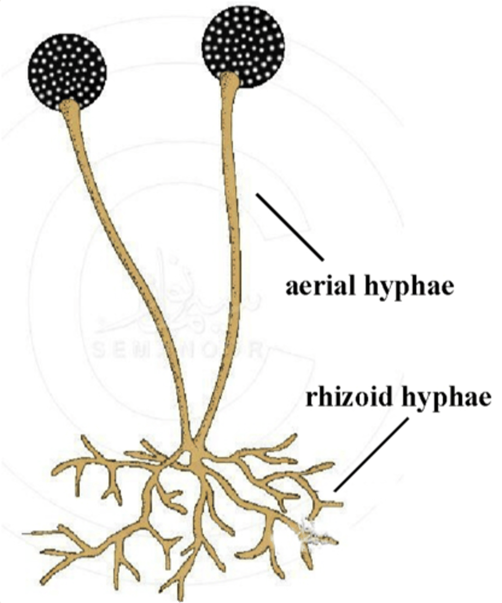 <p>Root-like structure</p>