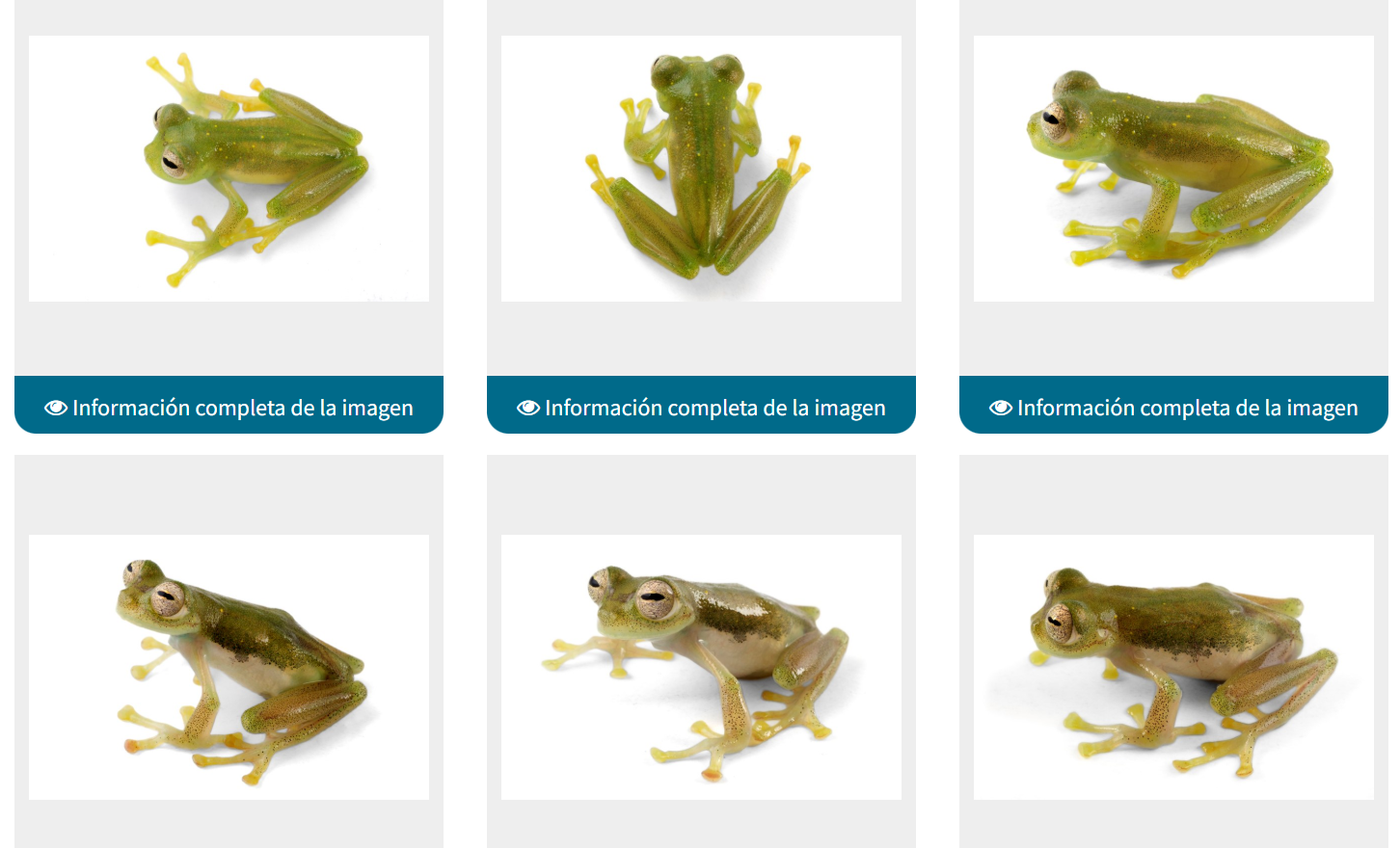 <p>Centrolenidae</p>