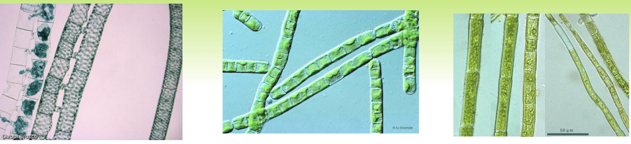 <p>kingdom protista </p><p>division: </p><p></p><p>Long, thread-like strands comprised of individual cells connected end-to-end<span>. can be unbranched (like </span><em>Spirogyra</em><span>) or branched (like </span><em>Cladophora</em><span>). They are generally one cell thick and show significant internal detail depending on the genus</span></p>