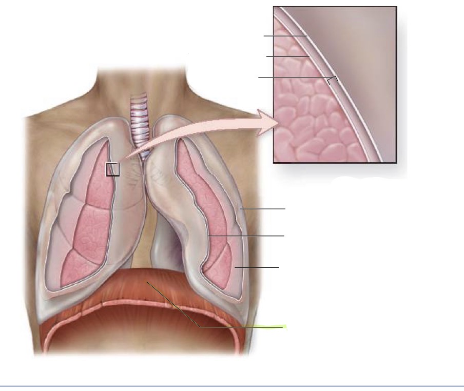 <p>what is this </p>