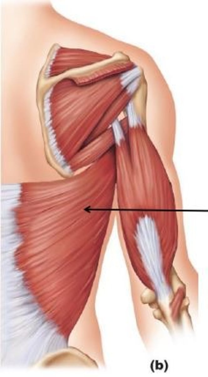 <p>extends, adducts, and medially rotates the arm; draws the shoulder downward and backward</p>