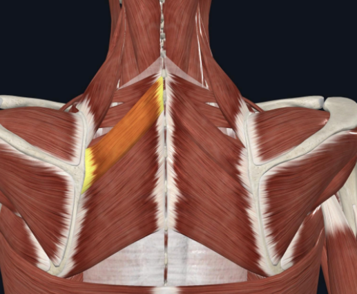 <p>What is the muscle shown in the photo?</p>