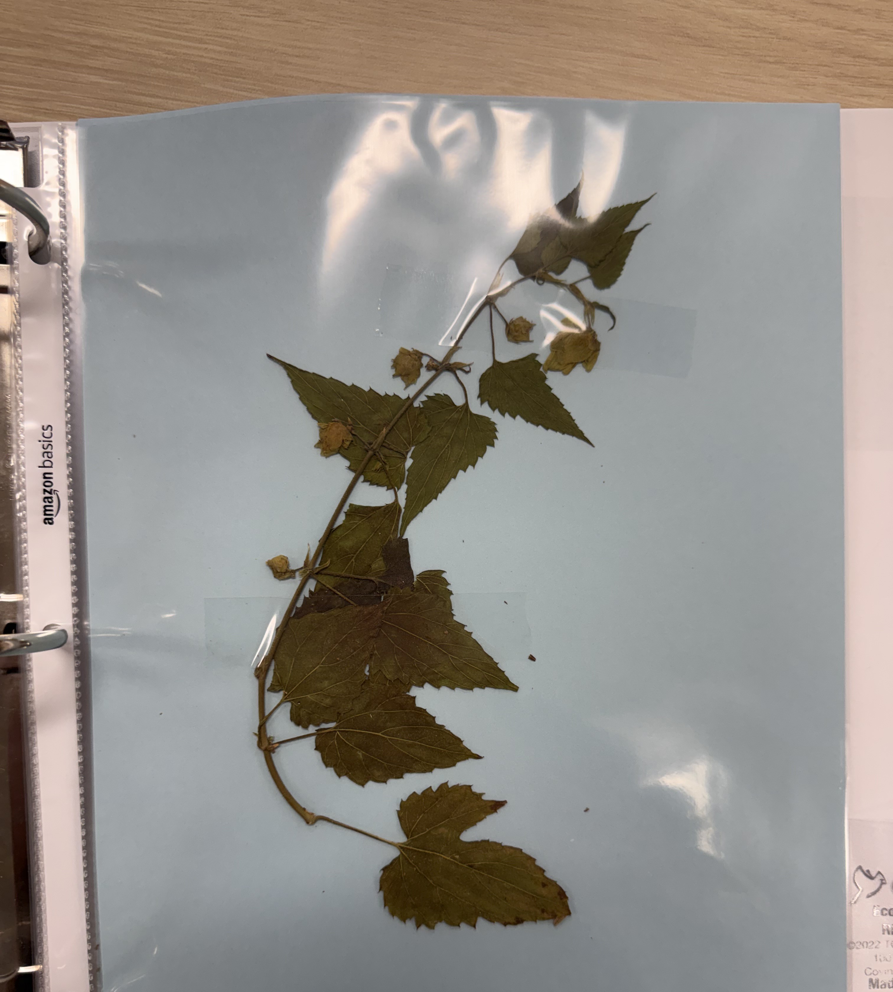 <p>Hops</p>