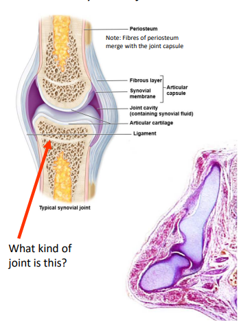 <ul><li><p>most complex joints</p></li><li><p>most movable joints (diarthroses)</p></li><li><p>Articular capsule (fibrous joint capsule – dense irregular CT) </p></li><li><p>Articular cartilage (hyaline cartilage) – no nerve supply</p></li><li><p>Synovial fluid (produced by the synovial membrane)</p></li></ul><p></p>