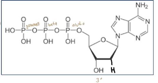 <p>3</p><p>alpha</p><p>beta</p><p>gamma</p><p>starting from the one closest to sugar</p><p></p>