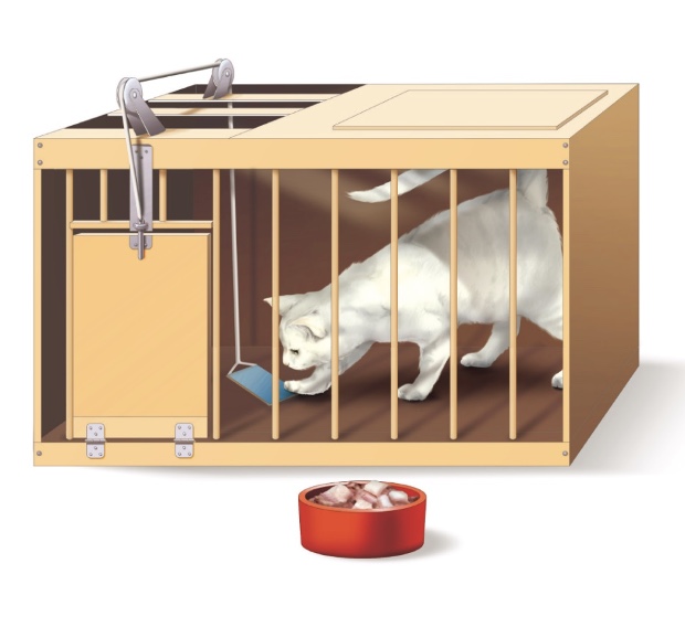 <p>x scratch door, meow, put paws through openings</p><p>move lever (right)</p>