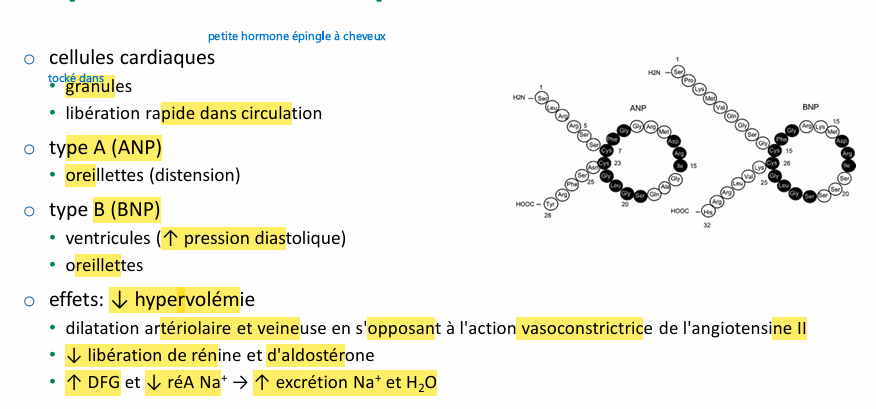 <p>intéressant dans le diagnostic de l’IC on dose BNP ou molécule précurseur </p>