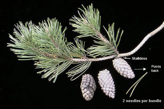long, slender leaves, fascicles of 2, armed serotinous cones, thin scaly bark