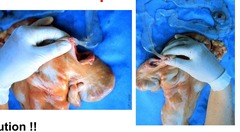 <p>What do you feel when you palpate the chorioallantois?</p>