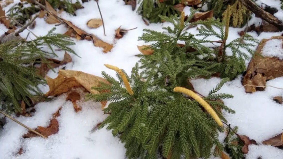 <p><em>Dendrolycopodium spp.</em></p>