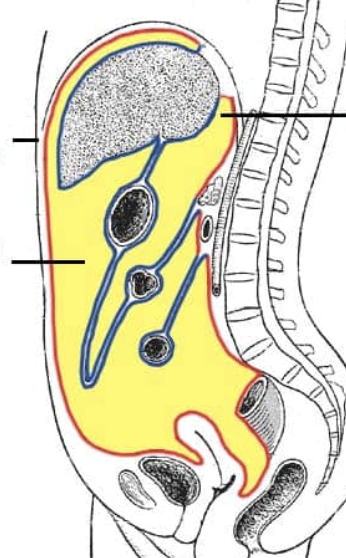 <p>Visceral peritoneum</p>