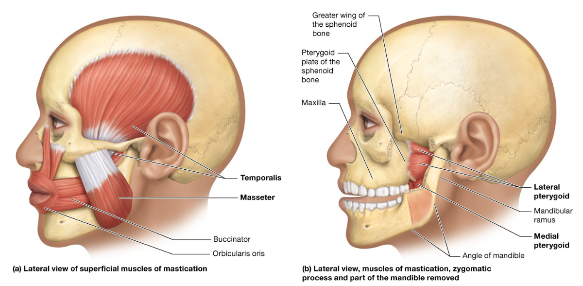 <p>Action: elevates the mandible</p><p>Origin: zygomatic arch</p><p>Insertion: mandible</p>