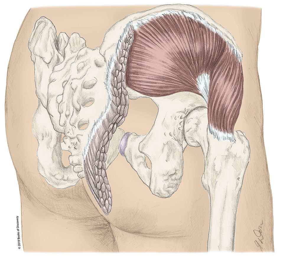 <p>gluteus medius actions</p>