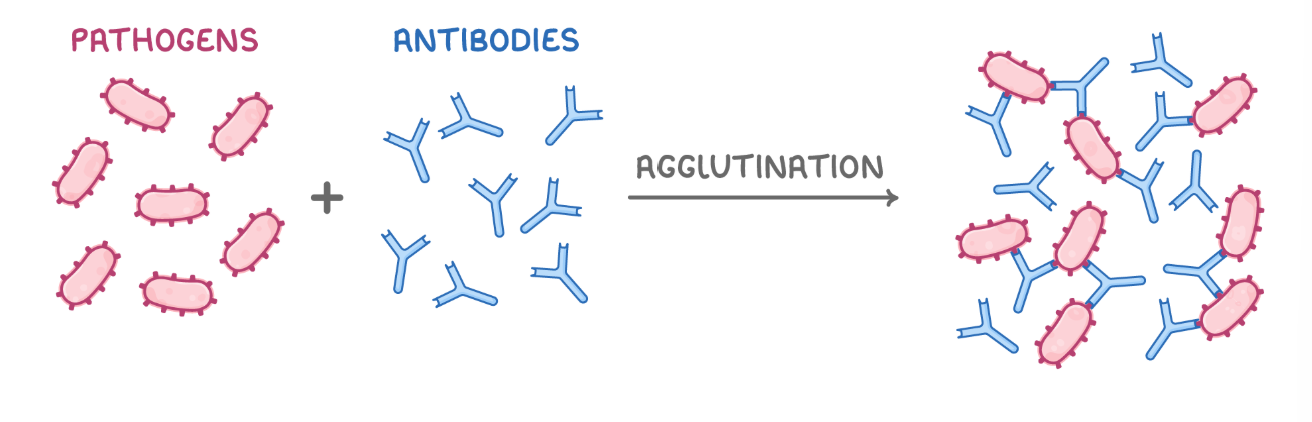 <ul><li><p><span>Clumping pathogens together to enable easier phagocytosis</span></p></li><li><p><span>Can engulf a number of pathogens at once</span></p></li><li><p><span>Antibodies also act as opsonins which makes pathogens easily recognisable by phagocytes</span></p></li></ul><p></p>