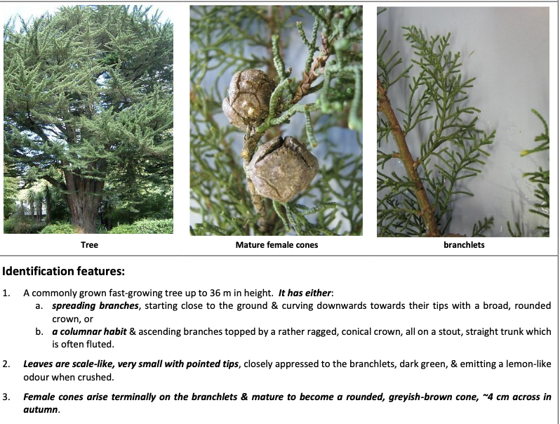 <p><strong>Plant family:</strong> Cupressaceae<br><strong>Life cycle:</strong> Perennial evergreen tree<br><strong>Key persistence / spread:</strong> Seed<br><strong>Farming systems:</strong> Shelter belts, farm plantings</p><p><strong> How to identify</strong></p><p>Has scale‑like leaves tightly pressed against branchlets. If crushed, foliage gives off a distinct lemon‑like smell.</p><p>Cones are large, rounded, and woody, about the size of a tennis ball.</p><p>The major risk is abortions in cattle after ingestion of prunings or fallen branches.</p>