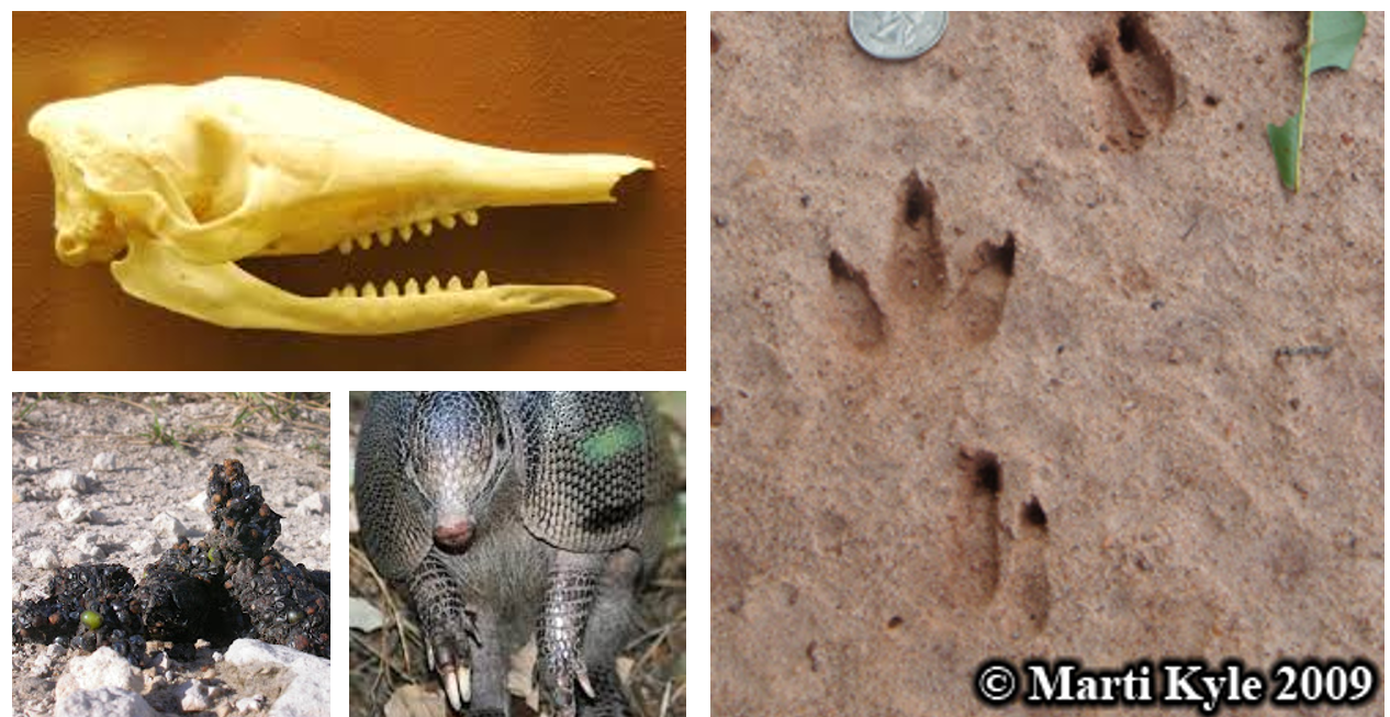 <p><span>3 to 5 long-clawed toes, often appearing as distinct, narrow, V-shaped, scat is tapered ends or appearing marble-like, composed of undigested insect parts, soil, and debris</span></p>