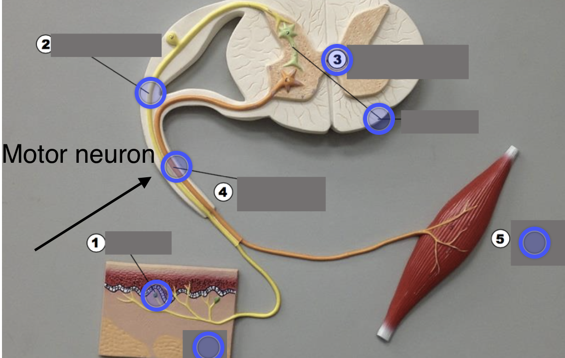 <p>(Multipolar) Sends signal to effector</p>