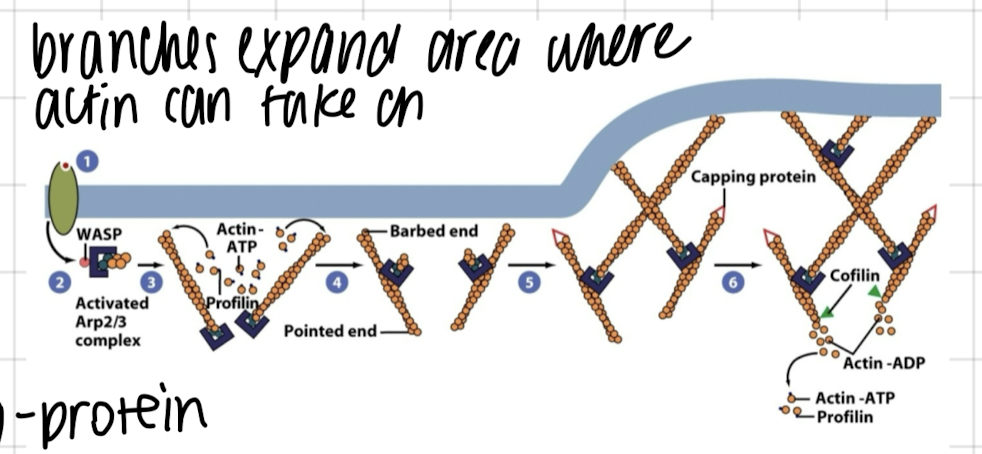 <p>signals trigger actin binding proteins in various ways, ex. activate Arp 2/3 for branch formation or other actin binding proteins that sever branches → all of this contributes to dynamism </p>