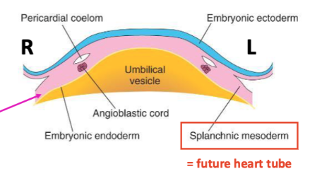 <p>Cardiogenic Specification</p>