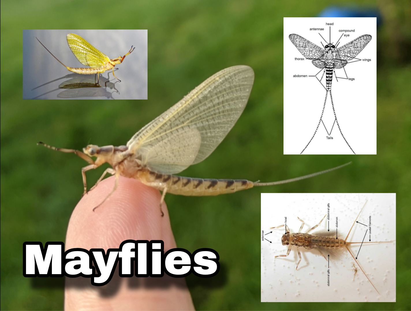 <p>Mayflies</p>