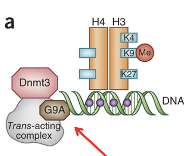 <ol><li><p>G9a (histone methyltransferase) deposits H3K9me1/2</p></li><li><p>These marks recruit DNMT3</p></li><li><p>DNMT3 established de novo DNA methylation at nearby CpG sites</p></li></ol><p></p>
