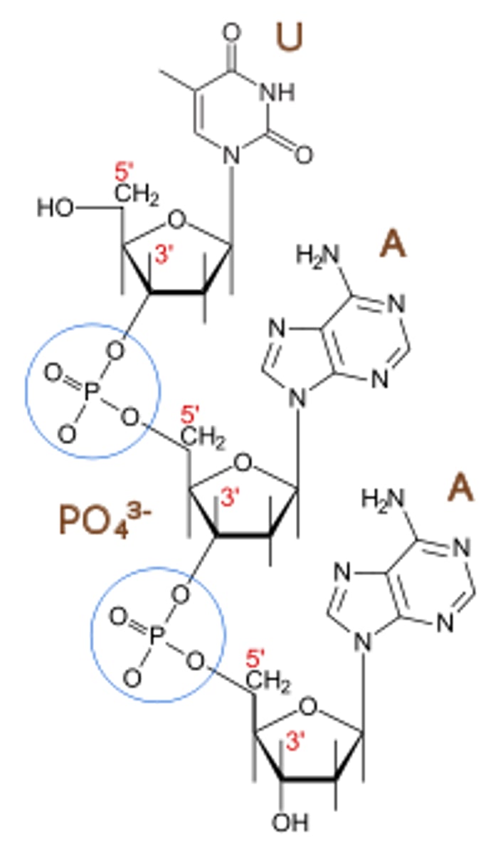 <p>Phosphodiester</p>