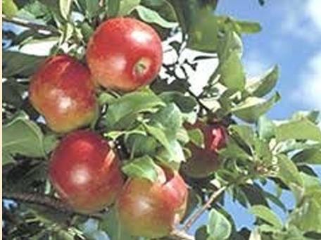 <p>is between different members of the same species with different characteristics (ex. ‘Honeycrisp’ apple) </p>