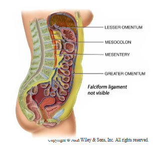 <p>Parietal peritoneum</p><p>Visceral peritoneum</p><ul><li><p>Greater omentum</p></li><li><p>Mesentery</p></li></ul><p>Peritoneal fluid</p><p>Peritoneal space</p>
