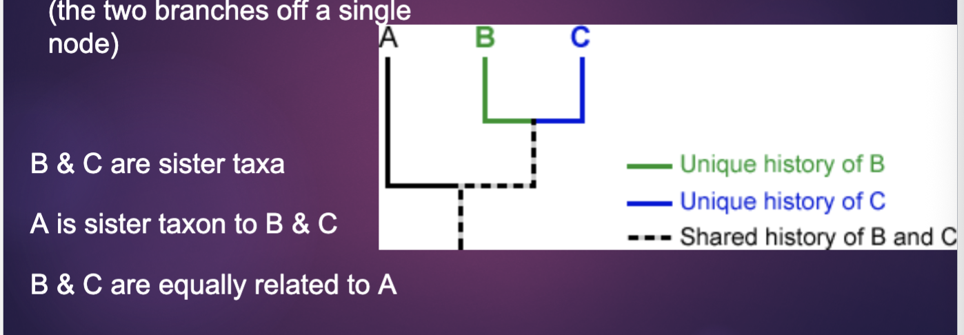 <p>Two taxa that are each other’s closest relatives (the two branches off a single node)</p>