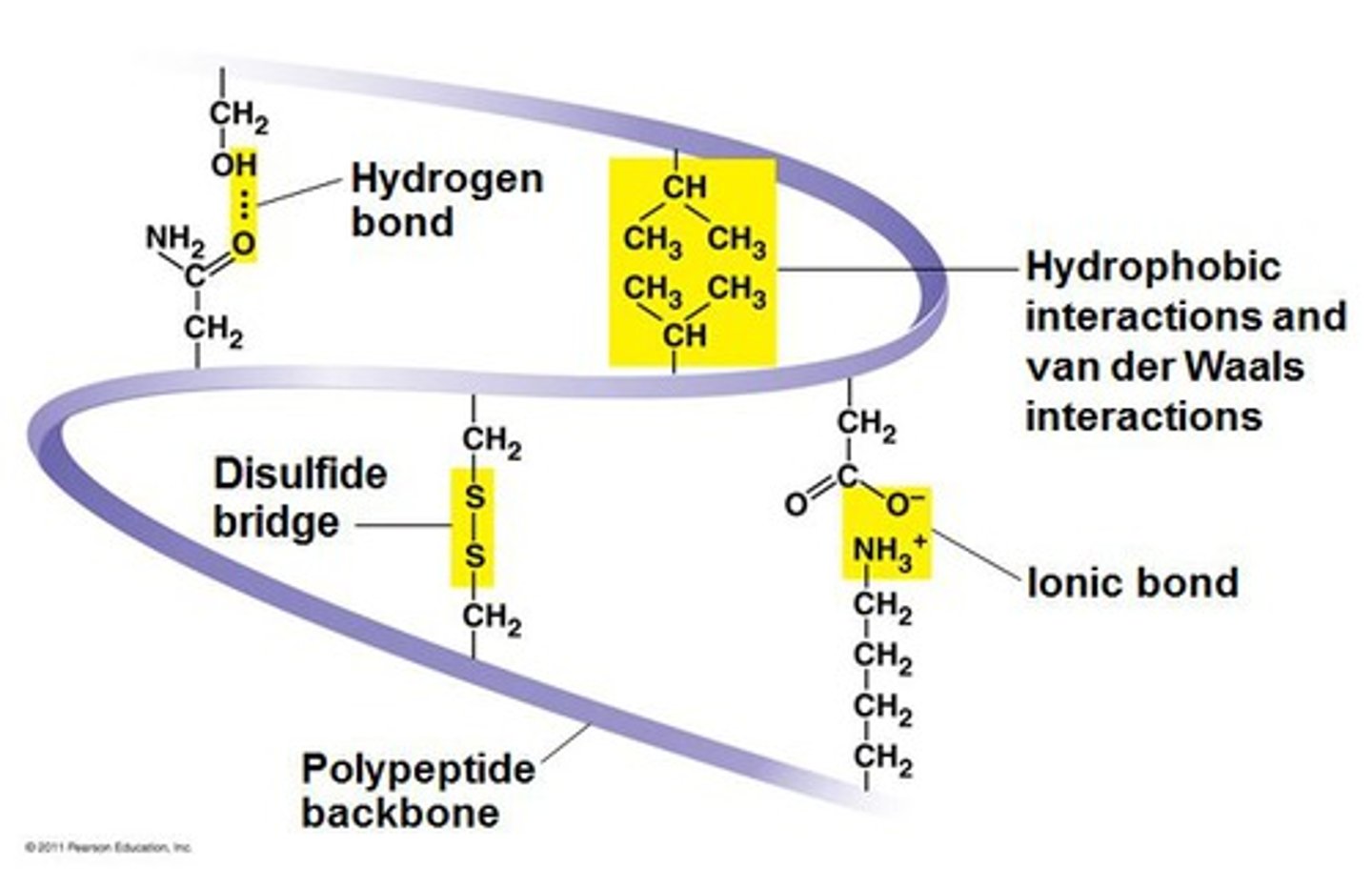 <p>The overall three-dimensional shape of a protein, determined by interactions among R groups of amino acids.</p>