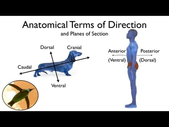 <p><strong>Dorsal </strong>(or posterior)<strong> </strong>means towards the back.</p><p>Both <strong>dorsal</strong> (or posterior) and ventral (or anterior) are directional terms which describe the location of the body parts to the back or to the front. For instance, the vertebral column is located <strong>dorsal</strong>ly, while the sternum is a ventrally situated structure. Similarly, shoulder blades are situated on the <strong>dorsal</strong> aspect of the rib cage.</p>