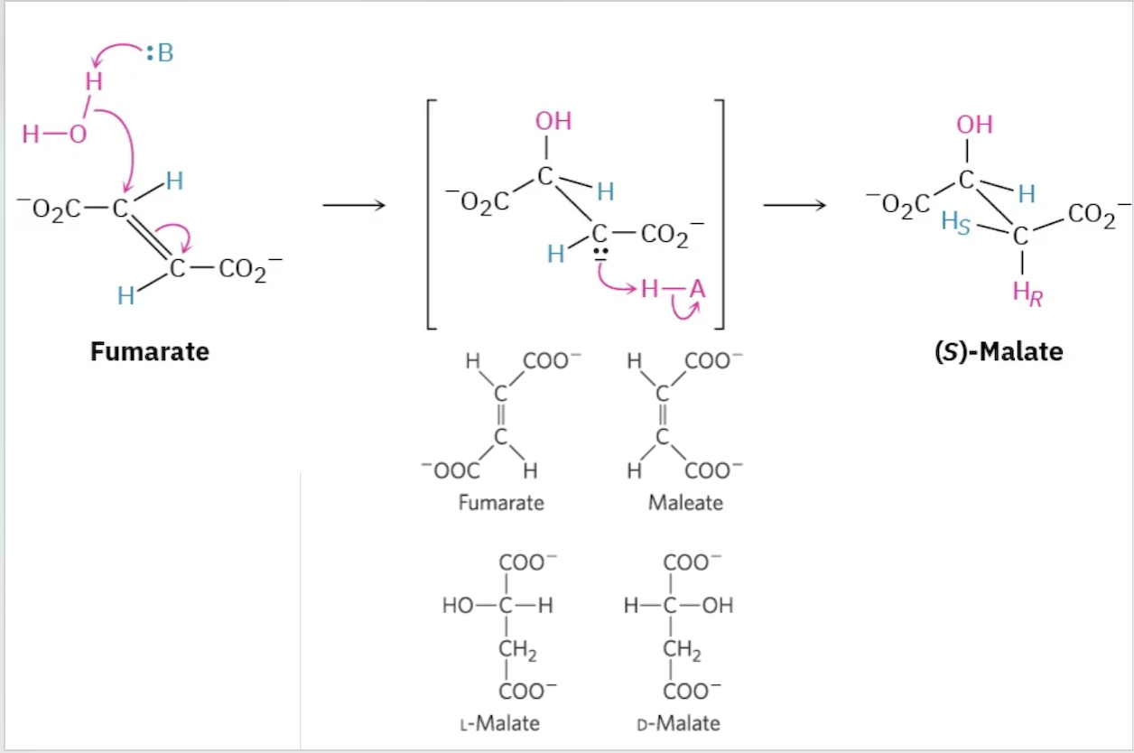 <p>Step 7: Hydration – Hydration of Fumarate to Malate</p>