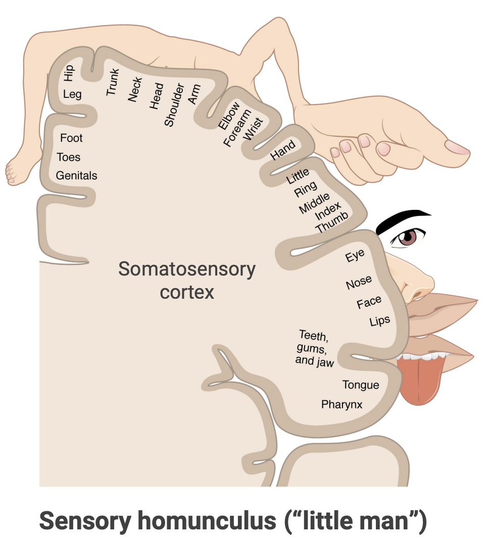 <ol><li><p>Information arrives to the <strong>primary somatosensory cortex</strong> inside the <strong><em>parietal lobe</em></strong></p></li><li><p>Each region in the cross-section of the <strong>primary somatosensory cortex</strong> receives input from a specific section of the body (homunculi)</p></li><li><p>Due to the decussation of the <strong><em><u>second-order neuron</u></em></strong>, information received in one hemisphere, originated from the <strong>opposite</strong> side of the body</p><ol><li><p>Hence, damage to the <strong>left primary somatosensory cortex</strong> effects info arriving from the <strong>right </strong>side of the body</p></li></ol></li></ol><p></p>