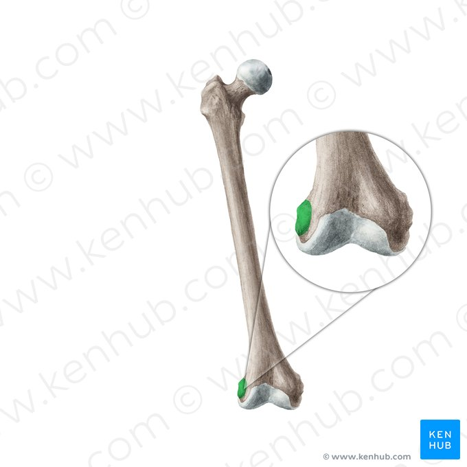 <p>bony prominence on the lateral side of the femur, serving as an attachment point for ligaments and muscles, including those involved in knee stabilization and movement. </p>