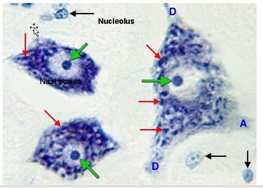 <p>Neurons Difference:</p><ul><li><p>high rate of protein synthesis and metabolism</p></li><li><p>large amounts of Golgi apparatus + organized stacks of RER (Nissl substance)</p></li></ul><p></p><div data-type="horizontalRule"><hr></div><p></p><p>Histology</p><ul><li><p>nucleic acids associated with the dense collection of ribosomal RNA can be stained with dyes that bind nucleic acids.</p></li><li><p>typical appearance of neurons histologically is a prominent, basophilic cell body with a clear nucleus and single nucleolus.</p></li></ul><p></p>